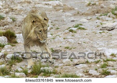 Stock Photography - "Lion (Panthera leo), male, Etosha National Park, Halali, Kunene Region, Namibia, Africa". Fotosearch
