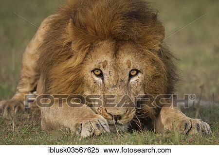 Stock Photography - "Lion (Panthera leo), male, in attack position, Massai Mara, Serengeti, Rift Valley province, Kenya, Africa". Fotosearch
