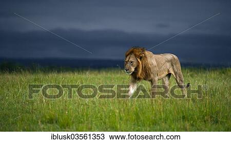 "Lion (Panthera leo), male, in front of an approaching thunderstorm, Massai Mara, Serengeti, Rift Valley province, Kenya, Africa" View Large Photo Image Stock Image - "Lion (Panthera leo), male, in front of an approaching thunderstorm, Massai Mara, Serengeti, Rift Valley province, Kenya, Africa". Fotosearch