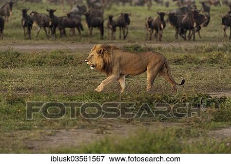 "Lion (Panthera leo), male, in front of a herd of wildebeest, Serengeti, Tanzania, Africa" View Large Photo Image Stock Photo - "Lion (Panthera leo), male, in front of a herd of wildebeest, Serengeti, Tanzania, Africa". Fotosearch