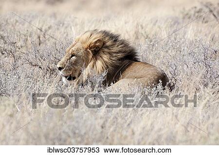 "Lion (Panthera leo), male in high grass, Etosha National Park, Okaukuejo, Kunene Region, Namibia, Africa" View Large Photo Image Stock Image - "Lion (Panthera leo), male in high grass, Etosha National Park, Okaukuejo, Kunene Region, Namibia, Africa". Fotosearch
