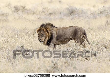 Stock Photo - "Lion (Panthera leo), male in the high grass, Etosha National Park, Okaukuejo, Kunene Region, Namibia, Africa". Fotosearch
