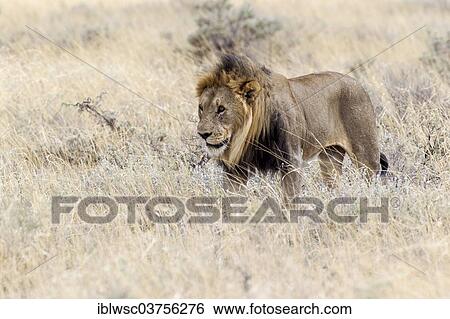 Stock Photograph - "Lion (Panthera leo), male in the high grass, Etosha National Park, Okaukuejo, Kunene Region, Namibia, Africa". Fotosearch
