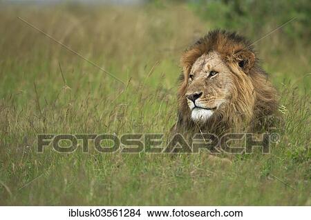 "Lion (Panthera leo), male, in the long grass, Massai Mara, Serengeti, Rift Valley province, Kenya, Africa" View Large Photo Image Picture - "Lion (Panthera leo), male, in the long grass, Massai Mara, Serengeti, Rift Valley province, Kenya, Africa". Fotosearch