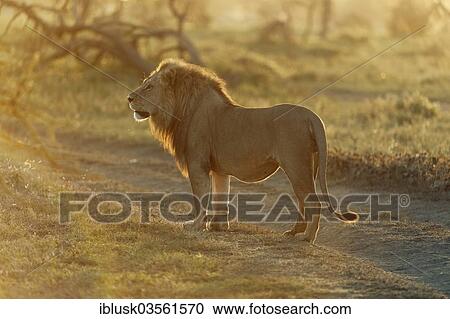 "Lion (Panthera leo), male, in the morning light, Serengeti, Tanzania, Africa" View Large Photo Image Stock Image - "Lion (Panthera leo), male, in the morning light, Serengeti, Tanzania, Africa". Fotosearch
