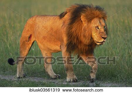 "Lion (Panthera leo), male, in the morning light, Massai Mara, Serengeti, Rift Valley province, Kenya, Africa" View Large Photo Image Stock Photo - "Lion (Panthera leo), male, in the morning light, Massai Mara, Serengeti, Rift Valley province, Kenya, Africa". Fotosearch