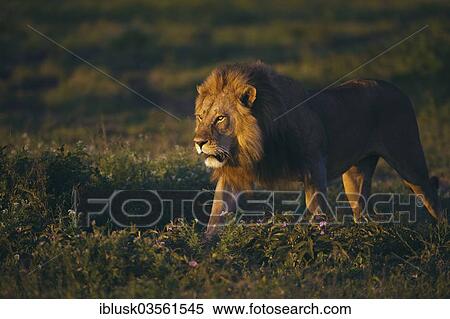 Stock Photography - "Lion (Panthera leo), male, in the morning light, Serengeti, Tanzania, Africa". Fotosearch