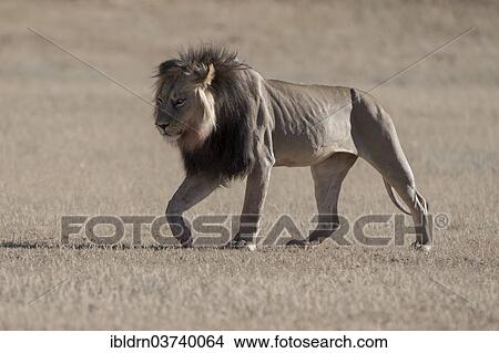 "Lion (Panthera leo), male, Kgalagadi Transfrontier Park, South Africa, Africa" View Large Photo Image Picture - "Lion (Panthera leo), male, Kgalagadi Transfrontier Park, South Africa, Africa". Fotosearch