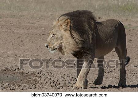 "Lion (Panthera leo), male, Kgalagadi Transfrontier Park, South Africa, Africa" View Large Photo Image Stock Image - "Lion (Panthera leo), male, Kgalagadi Transfrontier Park, South Africa, Africa". Fotosearch