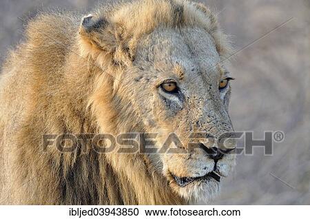 Stock Image - "Lion (Panthera leo), male, Kruger National Park, South Africa, Africa". Fotosearch