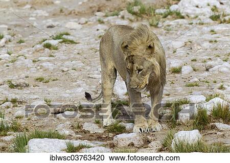 Stock Image - "Lion (Panthera leo), male, Kunene Region, Namibia, Africa". Fotosearch