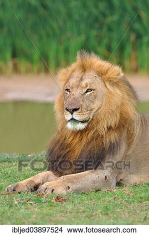 "Lion (Panthera leo), male lying in grass, Addo Elephant National Park, Eastern Cape, South Africa, Africa" View Large Photo Image Picture - "Lion (Panthera leo), male lying in grass, Addo Elephant National Park, Eastern Cape, South Africa, Africa". Fotosearch