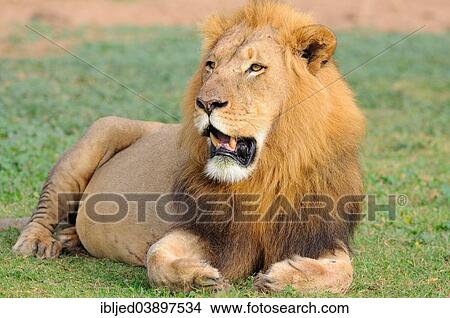 "Lion (Panthera leo), male lying in grass, Addo Elephant National Park, Eastern Cape, South Africa, Africa" View Large Photo Image Picture - "Lion (Panthera leo), male lying in grass, Addo Elephant National Park, Eastern Cape, South Africa, Africa". Fotosearch