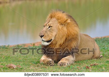 "Lion (Panthera leo), male lying in grass, at a water hole, Addo Elephant National Park, Eastern Cape, South Africa, Africa" View Large Photo Image Stock Image - "Lion (Panthera leo), male lying in grass, at a water hole, Addo Elephant National Park, Eastern Cape, South Africa, Africa". Fotosearch