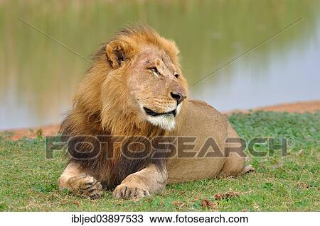 "Lion (Panthera leo), male lying in grass, at a water hole, Addo Elephant National Park, Eastern Cape, South Africa, Africa" View Large Photo Image Stock Image - "Lion (Panthera leo), male lying in grass, at a water hole, Addo Elephant National Park, Eastern Cape, South Africa, Africa". Fotosearch