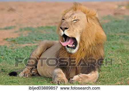 "Lion (Panthera leo), male lying in grass, yawning, Addo Elephant National Park, Eastern Cape, South Africa, Africa" View Large Photo Image Stock Photo - "Lion (Panthera leo), male lying in grass, yawning, Addo Elephant National Park, Eastern Cape, South Africa, Africa". Fotosearch