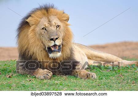 "Lion (Panthera leo), male lying in grass, at a water hole, Addo Elephant National Park, Eastern Cape, South Africa, Africa" View Large Photo Image Stock Photo - "Lion (Panthera leo), male lying in grass, at a water hole, Addo Elephant National Park, Eastern Cape, South Africa, Africa". Fotosearch