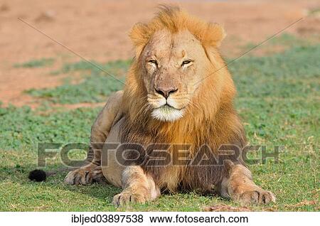"Lion (Panthera leo), male lying in grass, Addo Elephant National Park, Eastern Cape, South Africa, Africa" View Large Photo Image Stock Photo - "Lion (Panthera leo), male lying in grass, Addo Elephant National Park, Eastern Cape, South Africa, Africa". Fotosearch