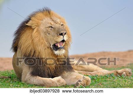 "Lion (Panthera leo), male lying in grass, at a water hole, Addo Elephant National Park, Eastern Cape, South Africa, Africa" View Large Photo Image Stock Photo - "Lion (Panthera leo), male lying in grass, at a water hole, Addo Elephant National Park, Eastern Cape, South Africa, Africa". Fotosearch