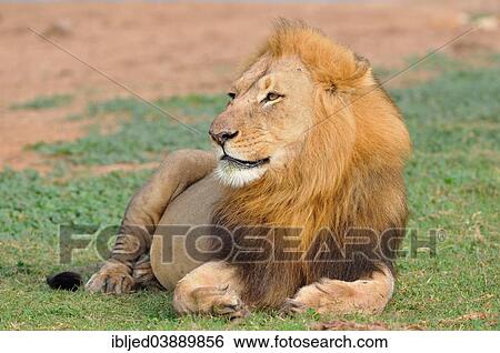 Stock Photograph - "Lion (Panthera leo), male lying in grass, Addo Elephant National Park, Eastern Cape, South Africa, Africa". Fotosearch
