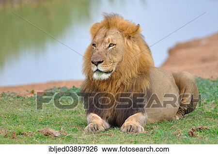 "Lion (Panthera leo), male lying in grass, at a water hole, Addo Elephant National Park, Eastern Cape, South Africa, Africa" View Large Photo Image Stock Photograph - "Lion (Panthera leo), male lying in grass, at a water hole, Addo Elephant National Park, Eastern Cape, South Africa, Africa". Fotosearch