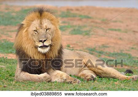 "Lion (Panthera leo), male lying in grass, Addo Elephant National Park, Eastern Cape, South Africa, Africa" View Large Photo Image Stock Photography - "Lion (Panthera leo), male lying in grass, Addo Elephant National Park, Eastern Cape, South Africa, Africa". Fotosearch