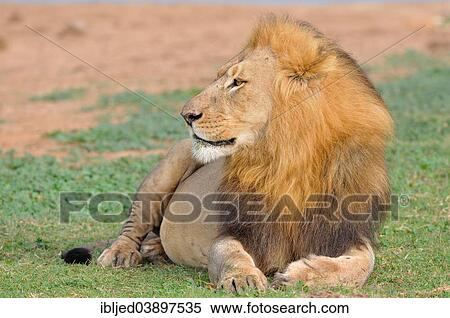 "Lion (Panthera leo), male lying in grass, Addo Elephant National Park, Eastern Cape, South Africa, Africa" View Large Photo Image Stock Photography - "Lion (Panthera leo), male lying in grass, Addo Elephant National Park, Eastern Cape, South Africa, Africa". Fotosearch