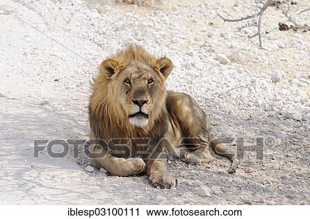 Stock Image - "Lion (Panthera leo), male lying in the shade, Etosha National Park, Okaukuejo, Kunene Region, Namibia, Africa". Fotosearch