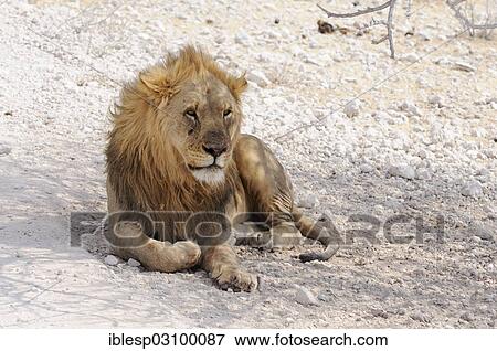 "Lion (Panthera leo), male lying in the shade, Etosha National Park, Okaukuejo, Kunene Region, Namibia, Africa" View Large Photo Image Stock Photo - "Lion (Panthera leo), male lying in the shade, Etosha National Park, Okaukuejo, Kunene Region, Namibia, Africa". Fotosearch