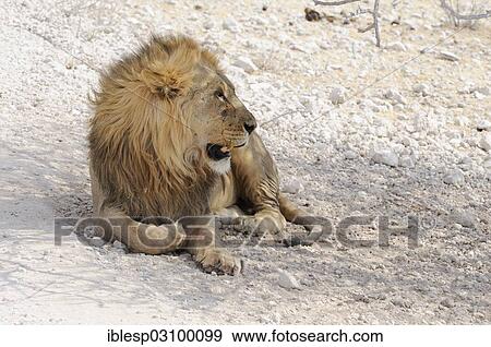 "Lion (Panthera leo), male lying in the shade, Etosha National Park, Okaukuejo, Kunene Region, Namibia, Africa" View Large Photo Image Stock Photo - "Lion (Panthera leo), male lying in the shade, Etosha National Park, Okaukuejo, Kunene Region, Namibia, Africa". Fotosearch