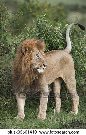 "Lion (Panthera leo), male, marking his territory, Massai Mara, Serengeti, Rift Valley province, Kenya, Africa" View Large Photo Image Stock Image - "Lion (Panthera leo), male, marking his territory, Massai Mara, Serengeti, Rift Valley province, Kenya, Africa". Fotosearch