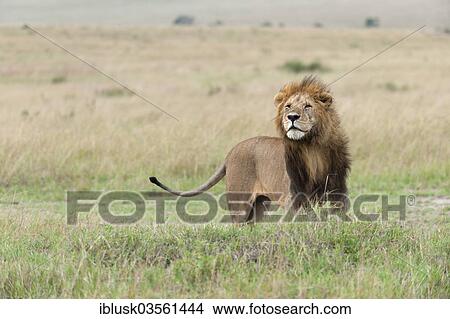 "Lion (Panthera leo), male, Massai Mara, Serengeti, Rift Valley province, Kenya, Africa" View Large Photo Image Picture - "Lion (Panthera leo), male, Massai Mara, Serengeti, Rift Valley province, Kenya, Africa". Fotosearch