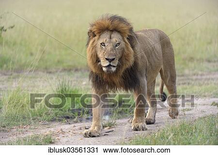 "Lion (Panthera leo), male, Massai Mara, Serengeti, Rift Valley province, Kenya, Africa" View Large Photo Image Stock Image - "Lion (Panthera leo), male, Massai Mara, Serengeti, Rift Valley province, Kenya, Africa". Fotosearch