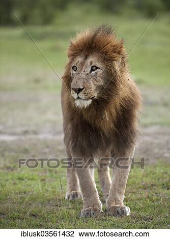 "Lion (Panthera leo), male, Massai Mara, Serengeti, Rift Valley province, Kenya, Africa" View Large Photo Image Stock Image - "Lion (Panthera leo), male, Massai Mara, Serengeti, Rift Valley province, Kenya, Africa". Fotosearch