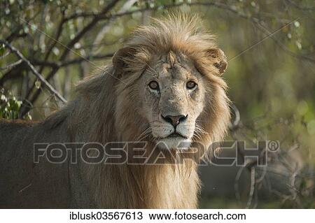 Stock Image - "Lion (Panthera leo), male, Massai Mara, Serengeti, Rift Valley province, Kenya, Africa". Fotosearch