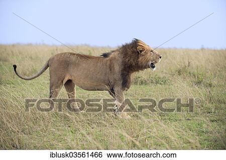 "Lion (Panthera leo), male, Massai Mara, Serengeti, Rift Valley province, Kenya, Africa" View Large Photo Image Stock Photograph - "Lion (Panthera leo), male, Massai Mara, Serengeti, Rift Valley province, Kenya, Africa". Fotosearch