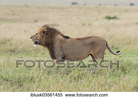 "Lion (Panthera leo), male, Massai Mara, Serengeti, Rift Valley province, Kenya, Africa" View Large Photo Image Stock Photography - "Lion (Panthera leo), male, Massai Mara, Serengeti, Rift Valley province, Kenya, Africa". Fotosearch