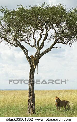 Stock Image - "Lion (Panthera leo), male, observing a lioness in a tree, Massai Mara, Serengeti, Rift Valley province, Kenya, Africa". Fotosearch