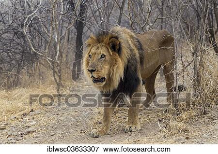 "Lion (Panthera leo), male, Okapuka Ranch, Namibia, Africa" View Large Photo Image Stock Photo - "Lion (Panthera leo), male, Okapuka Ranch, Namibia, Africa". Fotosearch