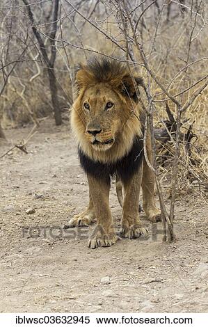 "Lion (Panthera leo), male, Okapuka Ranch, Namibia, Africa" View Large Photo Image Stock Photography - "Lion (Panthera leo), male, Okapuka Ranch, Namibia, Africa". Fotosearch
