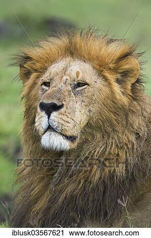 "Lion (Panthera leo), male, portrait, Massai Mara, Serengeti, Rift Valley province, Kenya, Africa" View Large Photo Image Stock Image - "Lion (Panthera leo), male, portrait, Massai Mara, Serengeti, Rift Valley province, Kenya, Africa". Fotosearch
