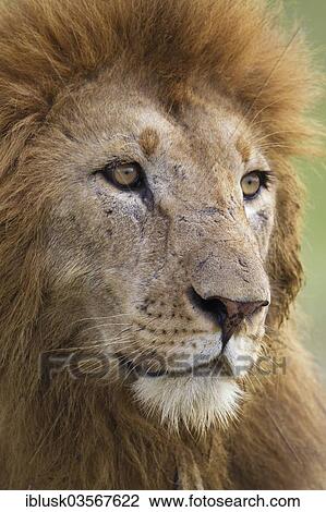 Stock Image - "Lion (Panthera leo), male, portrait, Massai Mara, Serengeti, Rift Valley province, Kenya, Africa". Fotosearch