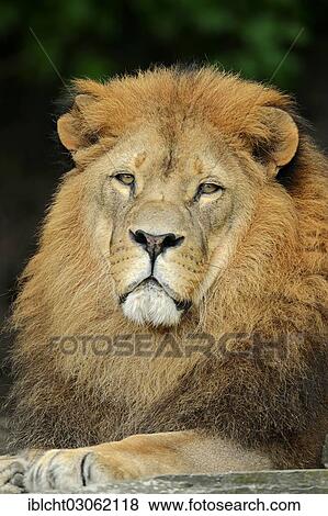 "Lion (Panthera leo), male, portrait, captive, Germany, Europe" View Large Photo Image Stock Photo - "Lion (Panthera leo), male, portrait, captive, Germany, Europe". Fotosearch