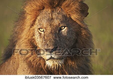 "Lion (Panthera leo), male, portrait, Massai Mara, Serengeti, Rift Valley province, Kenya, Africa" View Large Photo Image Stock Photo - "Lion (Panthera leo), male, portrait, Massai Mara, Serengeti, Rift Valley province, Kenya, Africa". Fotosearch