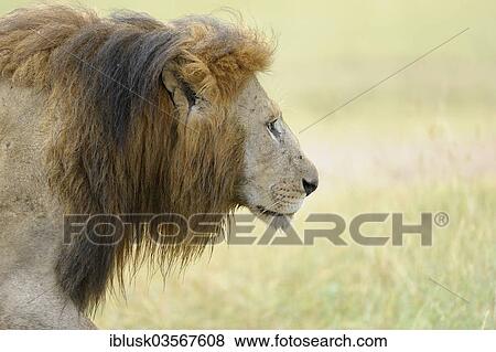 Stock Photo - "Lion (Panthera leo), male, portrait, Massai Mara, Serengeti, Rift Valley province, Kenya, Africa". Fotosearch