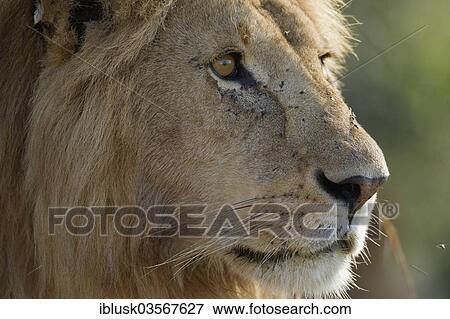 Stock Photo - "Lion (Panthera leo), male, portrait, Massai Mara, Serengeti, Rift Valley province, Kenya, Africa". Fotosearch