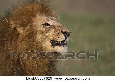 Stock Photo - "Lion (Panthera leo), male, portrait, Massai Mara, Serengeti, Rift Valley province, Kenya, Africa". Fotosearch