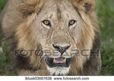 "Lion (Panthera leo), male, portrait, Massai Mara, Serengeti, Rift Valley province, Kenya, Africa" View Large Photo Image Stock Photo - "Lion (Panthera leo), male, portrait, Massai Mara, Serengeti, Rift Valley province, Kenya, Africa". Fotosearch