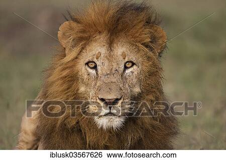 "Lion (Panthera leo), male, portrait, Massai Mara, Serengeti, Rift Valley province, Kenya, Africa" View Large Photo Image Stock Photograph - "Lion (Panthera leo), male, portrait, Massai Mara, Serengeti, Rift Valley province, Kenya, Africa". Fotosearch