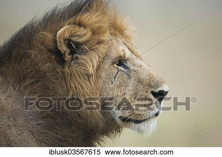 "Lion (Panthera leo), male, portrait, Massai Mara, Serengeti, Rift Valley province, Kenya, Africa" View Large Photo Image Stock Photography - "Lion (Panthera leo), male, portrait, Massai Mara, Serengeti, Rift Valley province, Kenya, Africa". Fotosearch